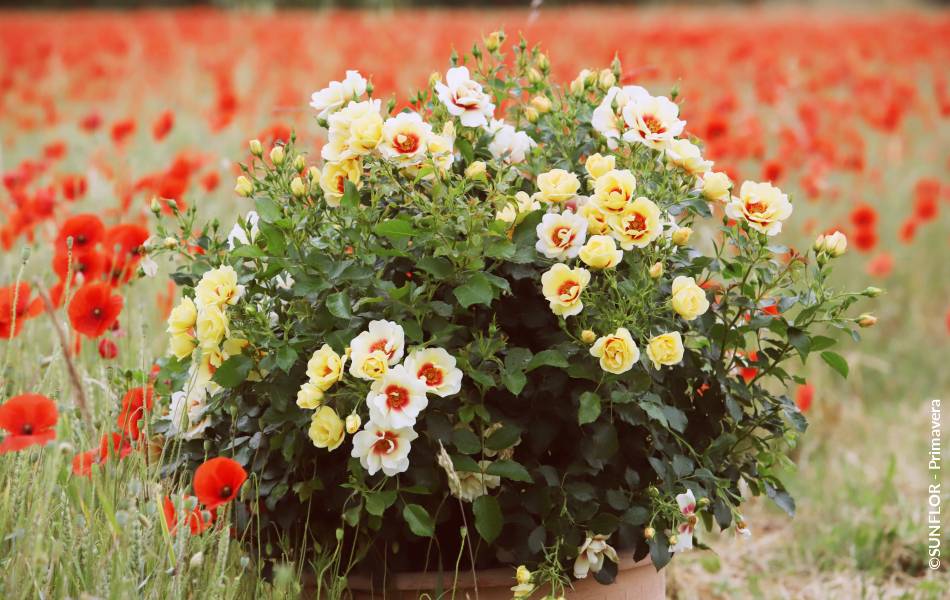 ©SUNFLOR - Primavera